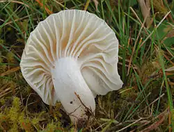 Cuphophyllus virgineus