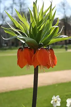Flower of Fritillaria imperialis