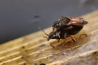 Microvelia reticultata in copula