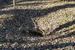 The funnel formed by shaft No. 3.