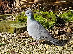 The stock dove (Columba oenas) of Europe is a typical member of the Columbinae.
