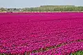 Tulip field