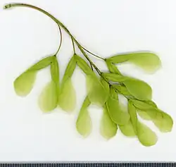 Fruit