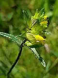Yellow-rattle, Rhinanthus minor