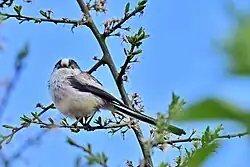 Long-tailed tit in northern Germany