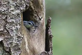 Adult emerging from nest hole