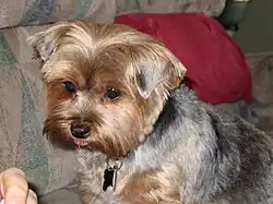 According to the standard, the ears must be small, V-shaped, carried erect and set not too far apart. If this is not the case, the dog should not be used for breeding