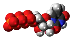 Space-filling model of the 5-methyluridine triphosphate molecule as an anion