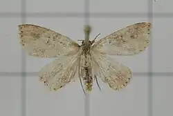 Photograph of the pinned moth with creamy coloured wings