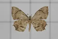 Dysaethria obscuraria