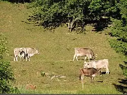 Six brown cows, one partially obscured, in a hillside field surrounded by trees