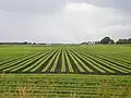Vegetable field near Barton