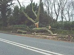 Windthrown tree after first-stage clearing up, Hale, Greater Manchester, England
