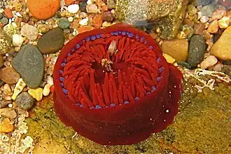Actinia equina
