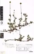 Herbarium specimen