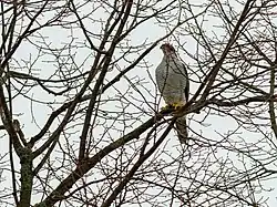 Eurasian goshawk, Vaxholm, Stockholm