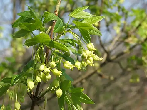 Flowers and young leaves in spring