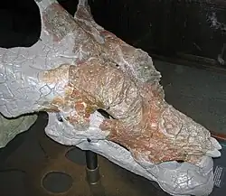 Bony bosses on a skull