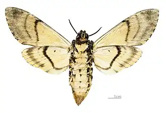 A. s. medusa underside