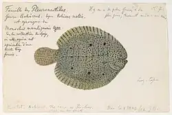 An 1865 lined sole watercolor painting by Jacques Burkhardt.