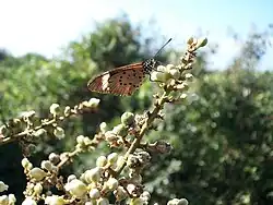 An Acraea on Deinbollia oblongifolia flowers.