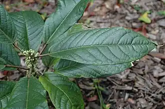 Foliage and flowers