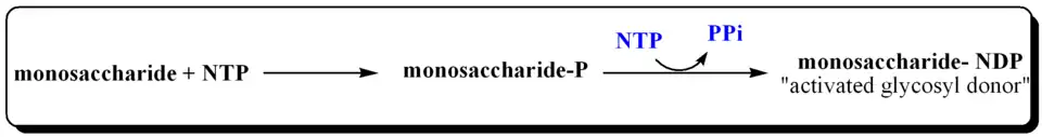 Activation of Monosaccharides