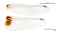 Male wings