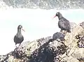 African oystercatcher 01