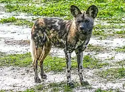 African wild dog