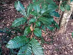 Fruit on a small tree