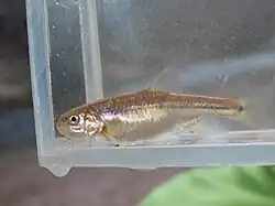 Agosia chrysogaster 188561078.jpg