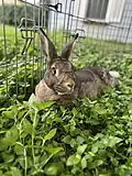 A domestic rabbit with a wild-type agouti coat of unknown breed