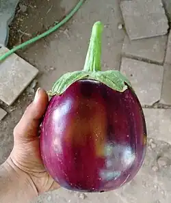 Agsechi Vayingim (Agassaim Brinjal) closeup from a field in Agassaim village