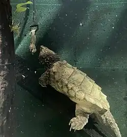 Alligator snapping turtle at feeding time