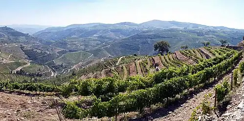 Vineyards in Alto Douro