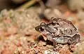 Amplexus