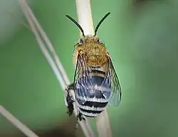Amegilla zonata, a known pollinator