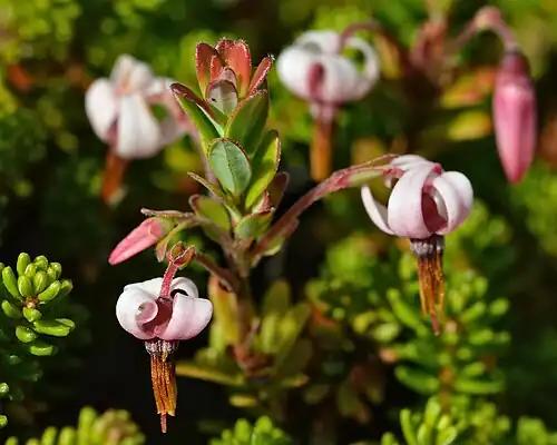Flowers close-up