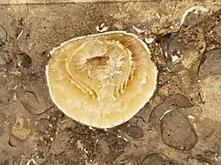 Tuxedo Grey: Interior lophophore structures of a Linoproductus preserved in calcite.