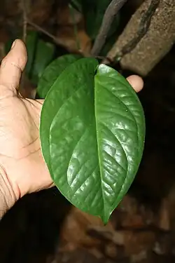 An ovate, shiny green leaf supported by a hand behind it