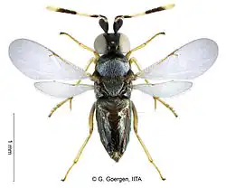 The tiny parasitic wasp Anagyrus lopezi, a highly effective biological control of the cassava mealybug