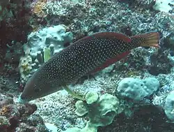 Pearl wrasse, Anampses cuvieri, Hawaii