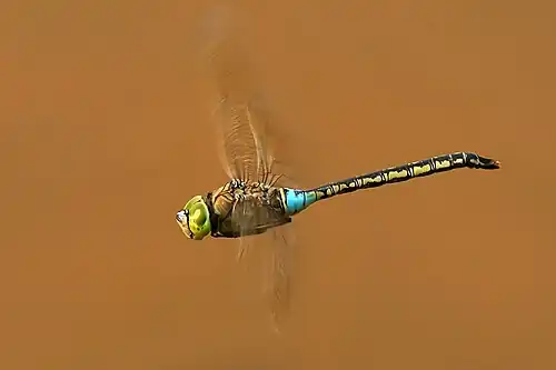 male