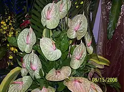 Flamingo lily - Anthurium andraeanum