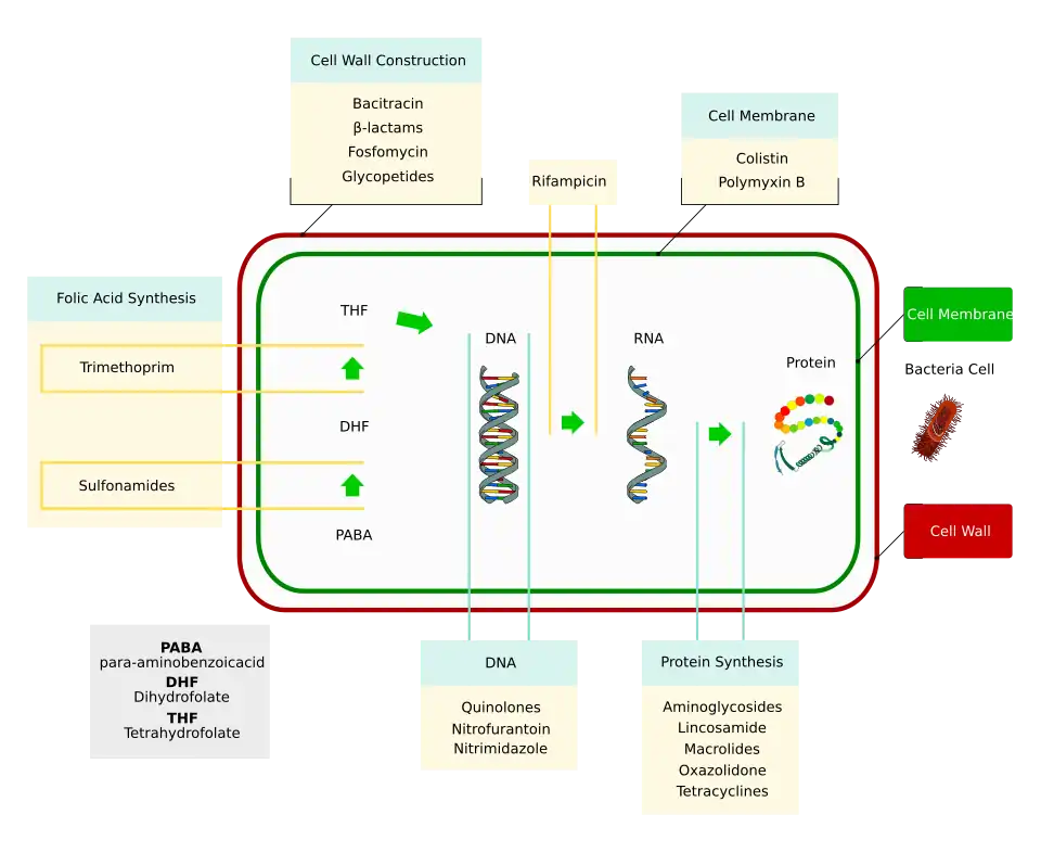 Molecular targets of antibiotics on the bacteria cell