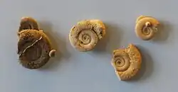 Example species fossil