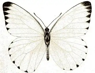 Male
