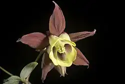 Photo of an Aquilegia oxysepala flower