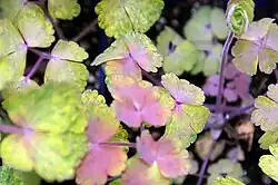 Aquilegia vulgaris Leprechaun Gold